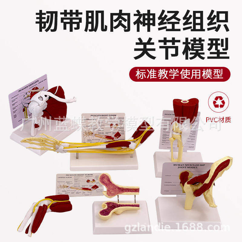 人体关节附肌肉模型盂肱关节肩锁关节肩峰膝关节结构肌肉解剖