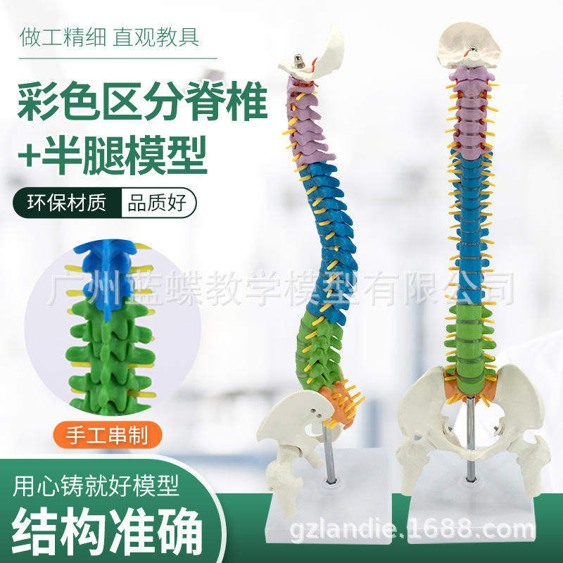 45CM彩色人体脊柱模型脊柱带骨盆+股骨人体脊椎模型立式脊椎