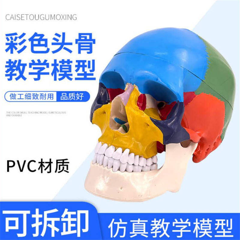 美术标准艺用头骨模型颅骨彩色分区骷髅头头骨头医学标本模型