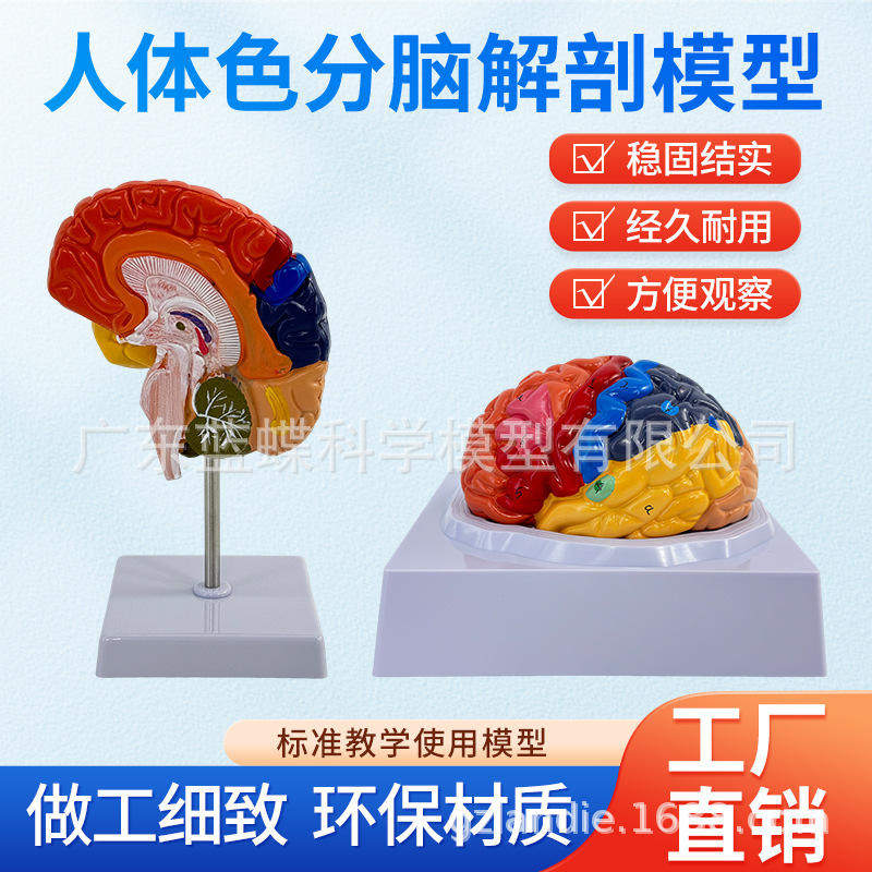 教学仿真脑皮质脑分区功能分区脑教具标本彩色脑皮质大脑皮层模型