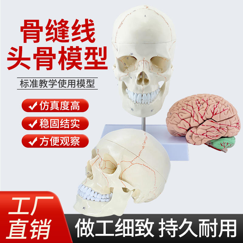 仿真标准1:1自然大头颅骨标本数字标识解剖标准骷髅教学头骨模型
