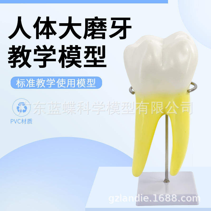 人体磨牙解剖模型幼儿园支架教具教学大型牙齿通用配医学底座