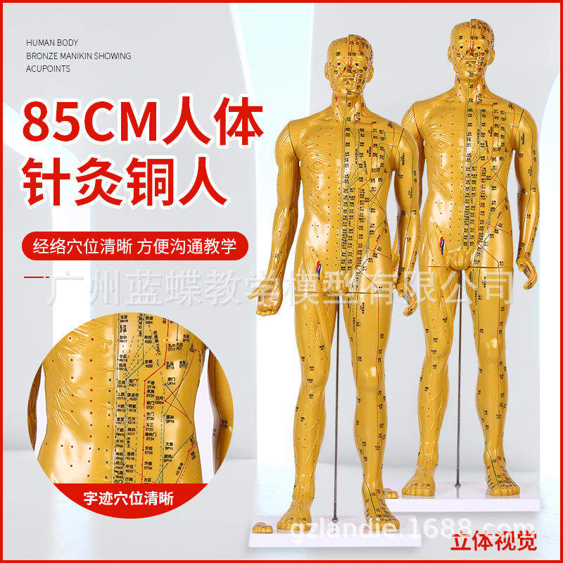 85CM针灸铜人人体针灸模特经络穴位模型全身十二铜人中医图皮人
