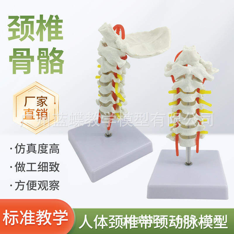 自然大人体颈椎带颈动脉后枕骨椎间盘与神经模型骨科颈椎枕骨