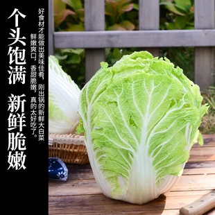 内蒙古巴盟沙地现砍现发新鲜微甜产地直发露地大白菜8.5-9斤包邮