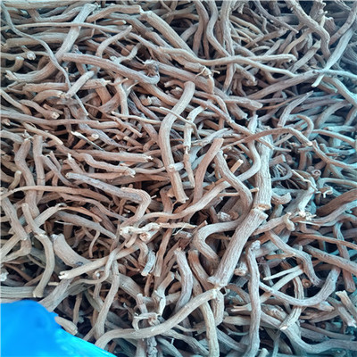 温州菜头肾干品刚晒干