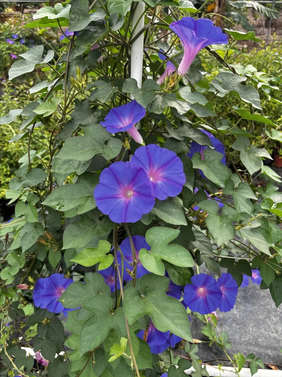 英牛爬藤牵牛花苗 宿根多年生攀爬庭院拱门花墙喇叭花 勤花易爆盆图片