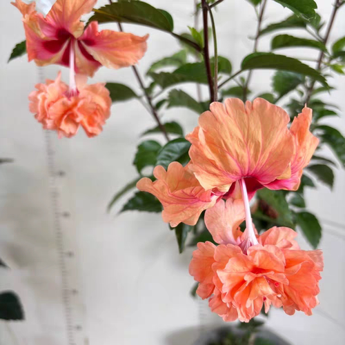 红塔金塔朱槿花苗  四季开花不断 阳台庭院观赏花卉 带土发货