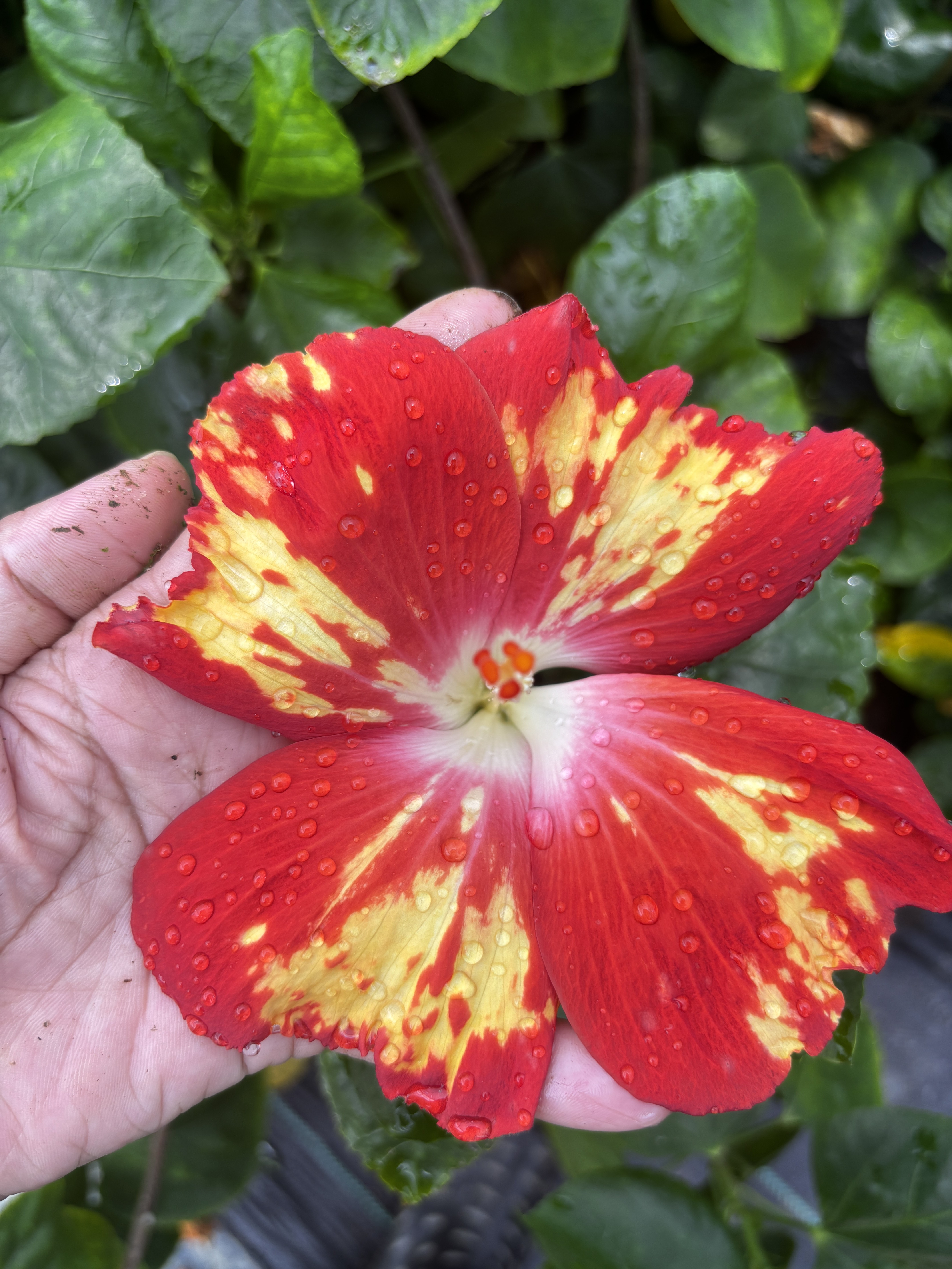 火焰之恋  朱瑾扶桑花苗 带塑料盆发货