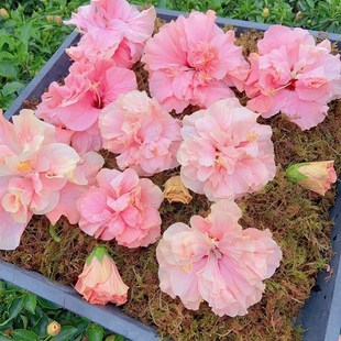 进口重瓣扶桑花 珊瑚牡丹 四季开花木本室外庭院阳台植物