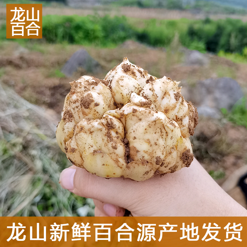 龙山新鲜百合新挖百合新鲜食用卷丹百合无流微苦农家百合