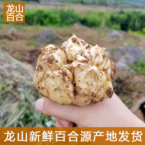 龙山新鲜百合新挖百合新鲜食用卷丹百合无流微苦农家百合
