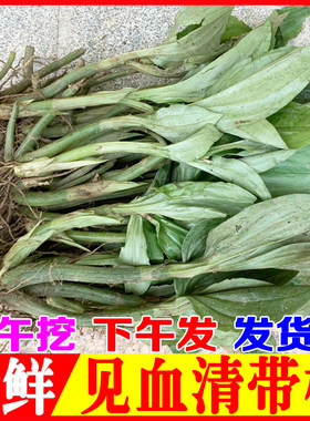 新鲜见血清草药鲜货现挖现发