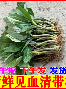 新鲜见血清中草药鲜货现挖现发