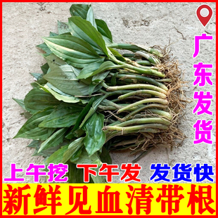 新鲜见血清草药中草药材高杆大叶建血清中药羊耳蒜见血青种苗盆栽