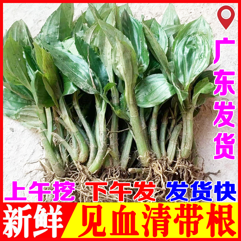 新鲜见血清草药中草药材见血青苗中药材羊耳蒜立地好整棵带根带茎