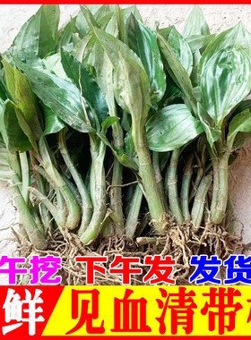 新鲜见血清草药鲜货现挖现发