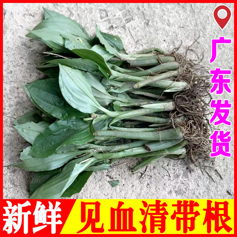 新鲜见血清草药中药材建血清种苗可盆栽主供广东云南贵州四川重庆