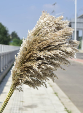 干花芦苇永生花花艺装饰