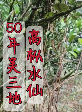 纯料吴三地兰香粽叶香高枞水仙大红袍茶叶武夷山岩茶中轻火