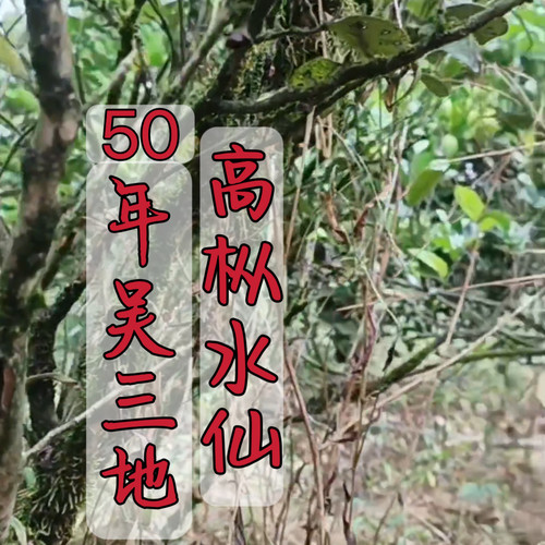 纯料吴三地兰香粽叶香高枞水仙大红袍茶叶武夷山岩茶中轻火