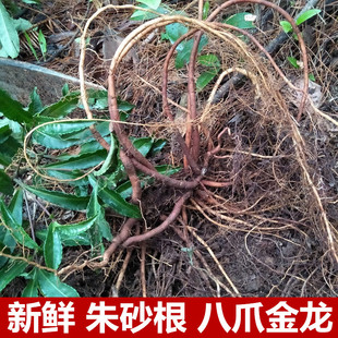 野生新鲜朱砂根500g八爪金龙现挖平地木铁凉伞遮真珠小罗伞万两金