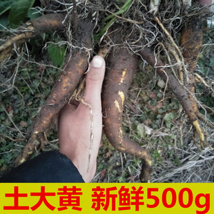 野生新鲜土大黄根500g洋铁叶根金不换牛舌头牛耳大黄羊蹄根血三七