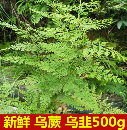 野生新鲜乌蕨500g包邮大叶花草乌韭小叶鸡尾草细叶凤尾草中草药材