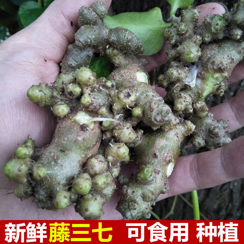 新鲜三七块川500g藤子攀爬