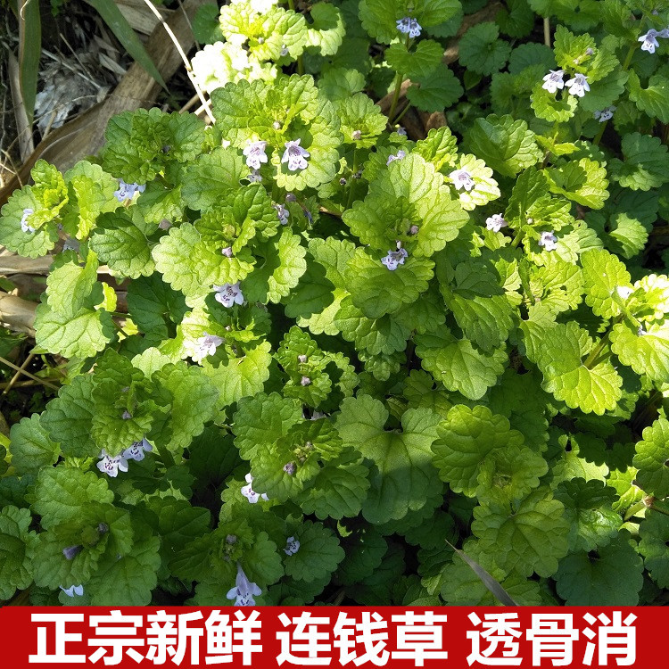 新鲜连钱草500g透骨消金钱草马蹄草破铜钱草崩大碗十八缺透骨草药