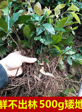 生新鲜木珍珠木叶下红底珠紫金牛