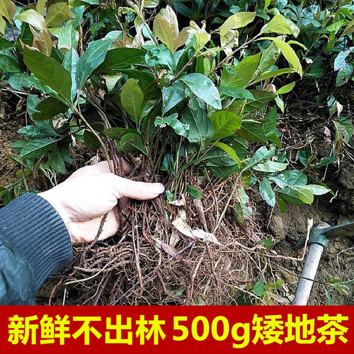 生新鲜木珍珠木叶下红底珠紫金牛