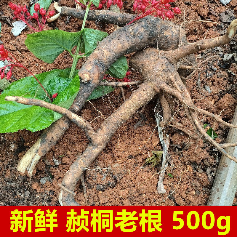 野生新鲜赪桐根贞桐状元红根百日红大丹朱桐红荷包红花倒血莲纯根
