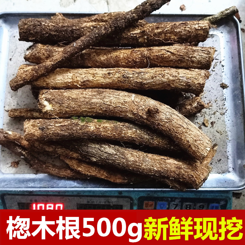 楤木根的功效与作用图片