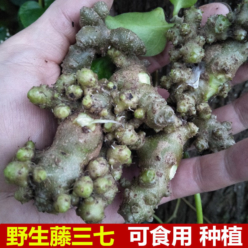 新鲜三七图片,食用,不动_大山谷图库