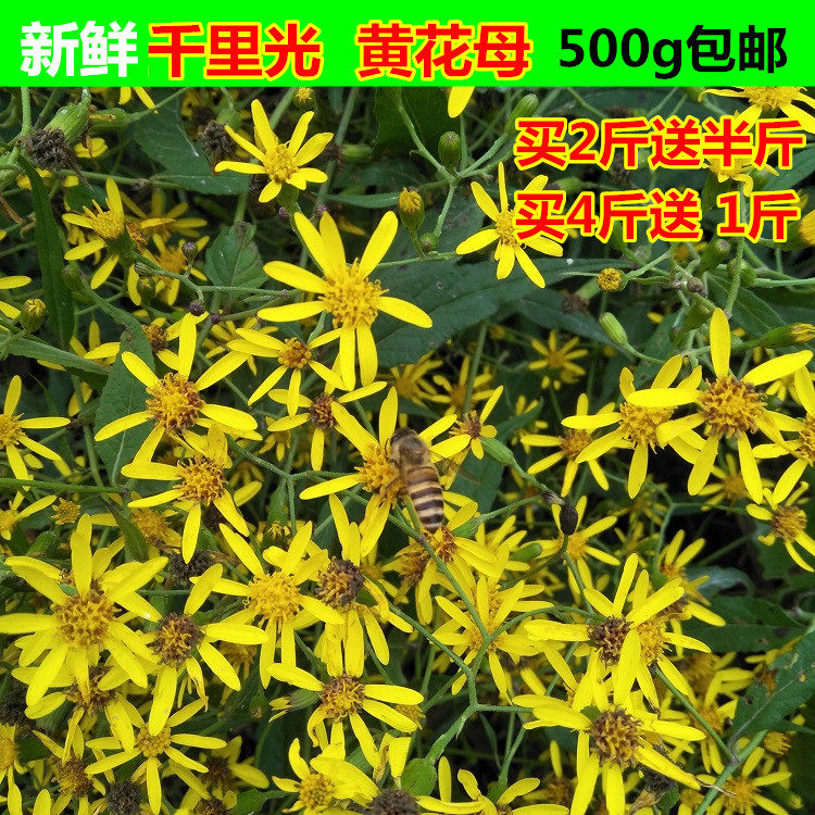 中草药新鲜千里光黄花500g包邮现