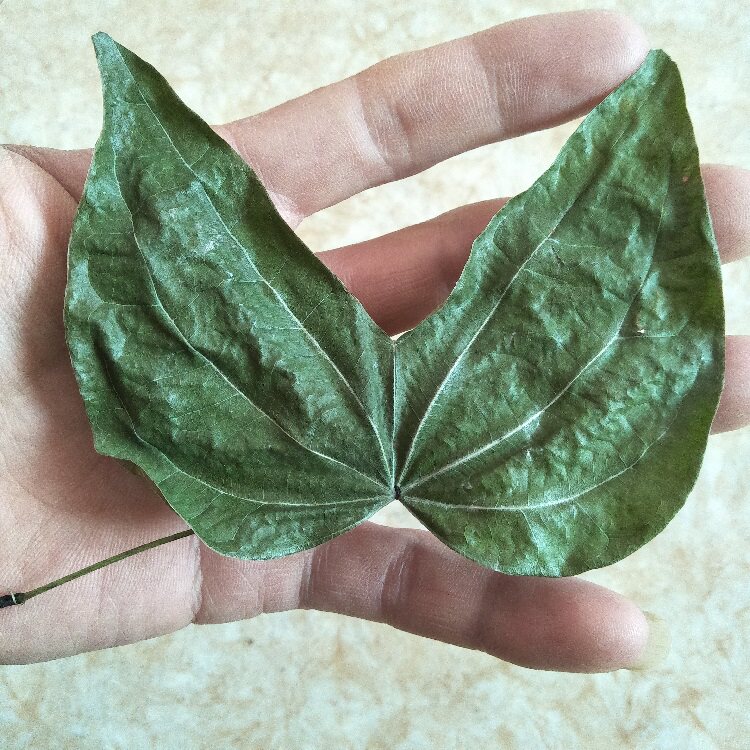 深山金巴酒原料原始森林金巴叶泡酒干叶子根茎200g送金巴酒配方