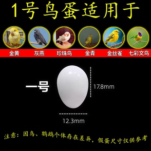 【限时促销】仿真塑料实心假蛋鹦鹉珍珠鸟金青玉鸟丝雀仿真小鸟蛋