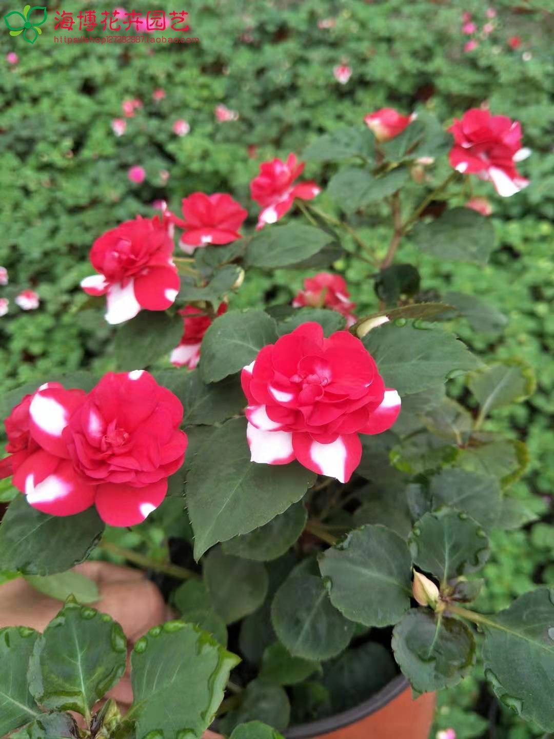 水梅重瓣凤仙花盆栽花卉带花发货