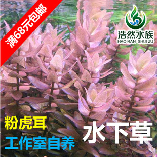 粉虎耳水草 水下草 中后景草阳性水草 真水草 浩然水族 满68包邮