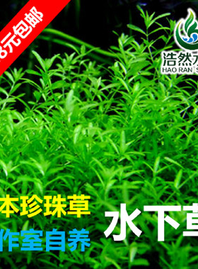 日本珍珠草 中后景草 水下草 真水草 浩然水族 玩家自养草 满包邮