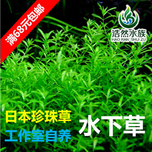 日本珍珠草中后景草浩然玩家满