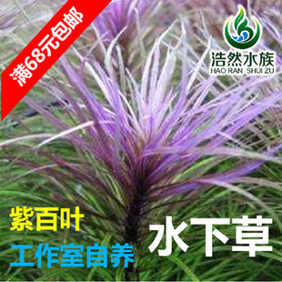紫百叶水草 水下草 中后景草阳性水草 真水草 浩然水族 满68包邮