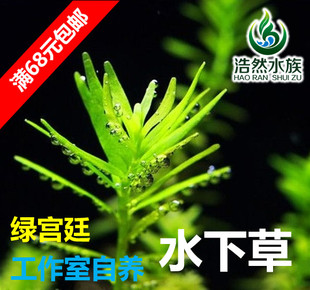 绿宫廷水草 水下草 中后景草阳性草 真水草 浩然水族 促销满包邮