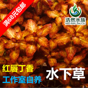 红唇丁香水草 水下草 中后景阳性水草 真水草 浩然水族 满68包邮