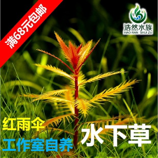 红雨伞水草鱼缸草缸红草绿草工作室自养水下叶中景后景草满额包邮