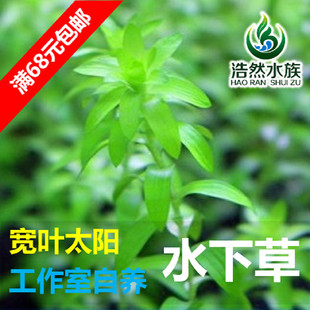 宽叶太阳水草 宽太 水下草 中后景水草 真水草 浩然水族 满68包邮