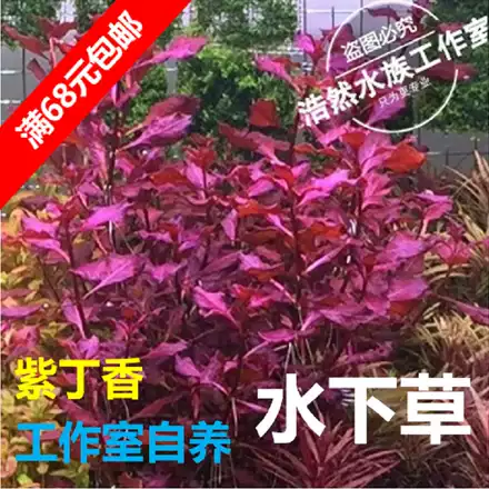 紫三角水草紫三角百叶水下草阳性水草浩然水族促销满68包邮