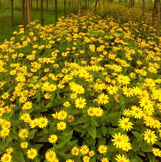 日光菊种子多年生宿根黄色菊花春夏播种花海园林热销花籽