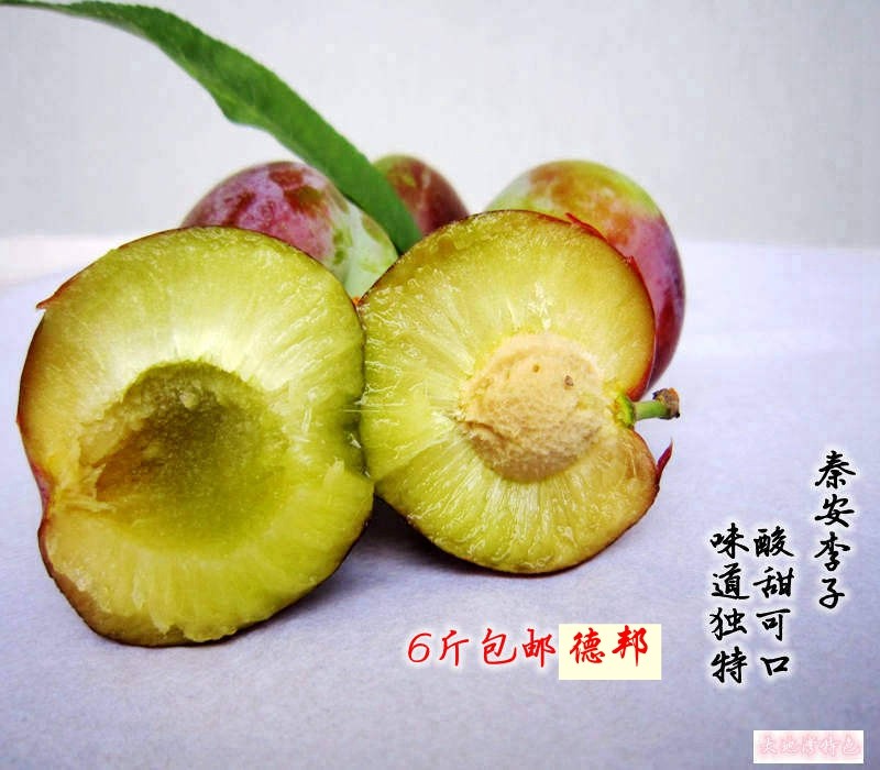 甘肃天水秦安特产老品种玉黄新鲜李子果园成熟现摘现发宏果源